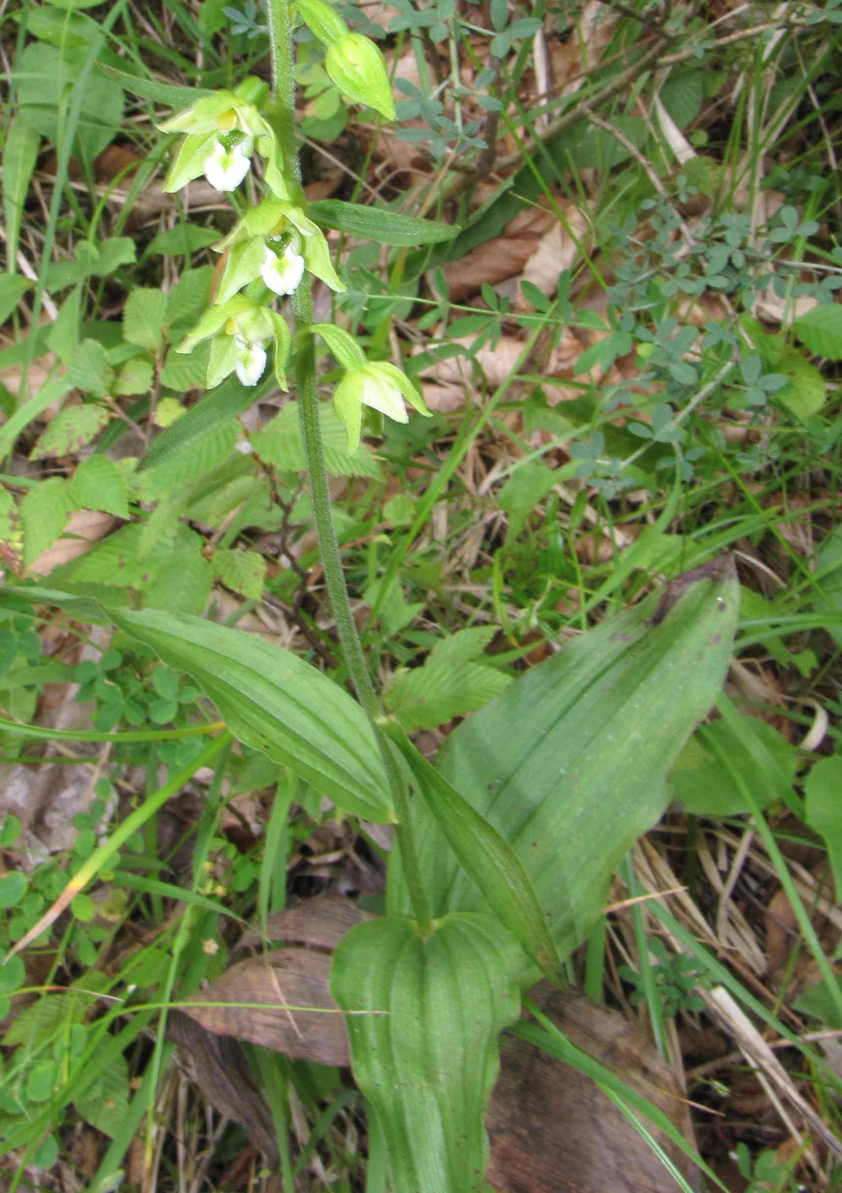 epipactis simbruini